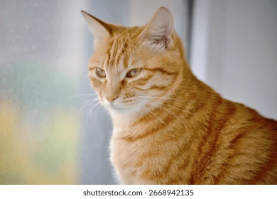 Ảnh của kitty